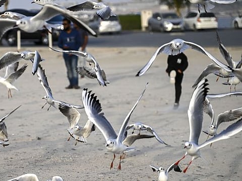 Look: Seagulls in UAE, the graceful migratory birds