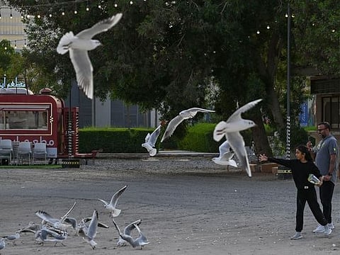 Winter seagulls in UAE: A natural spectacle of beauty and unity