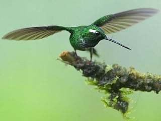 Look: Birdwatchers take stunning images of hummingbirds, tangara, toucan barbets and more at Colombia Bird Fair 2024