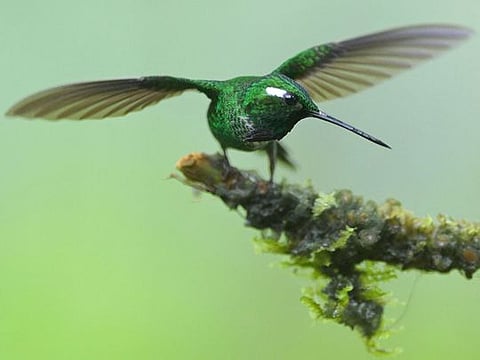 Look: Birdwatchers take stunning images of hummingbirds, tangara, toucan barbets and more at Colombia Bird Fair 2024