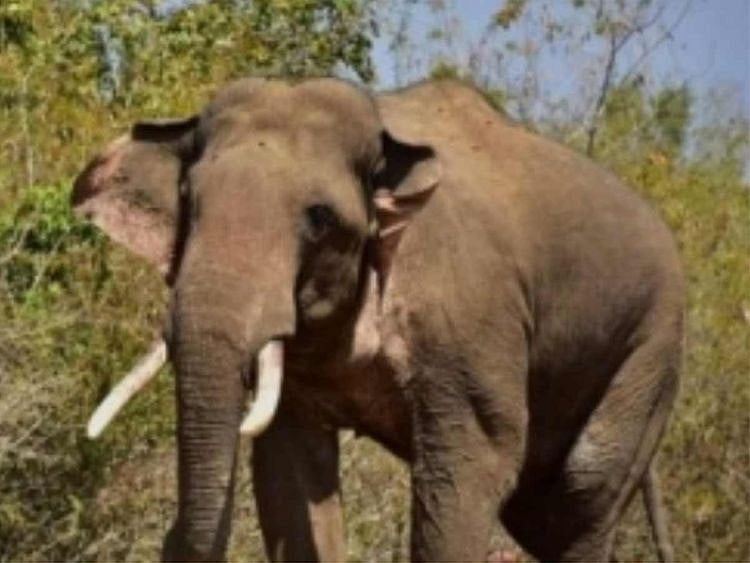 Second Wayanad resident trampled to death by tusker in a week