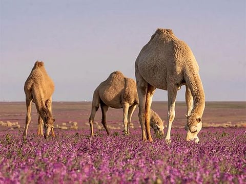 Rafha wilderness: Camels and lavender share stage in Saudi springtime