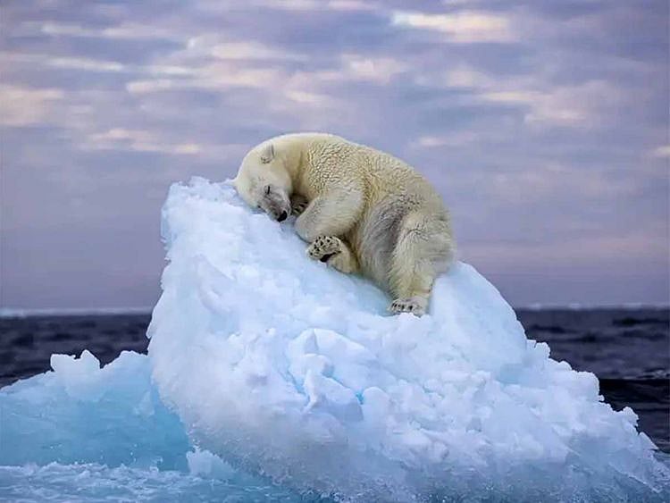 OPN ICEBERG Nima Sarikhani