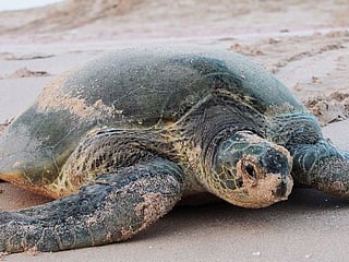 Abu Dhabi records green turtle nest for first time