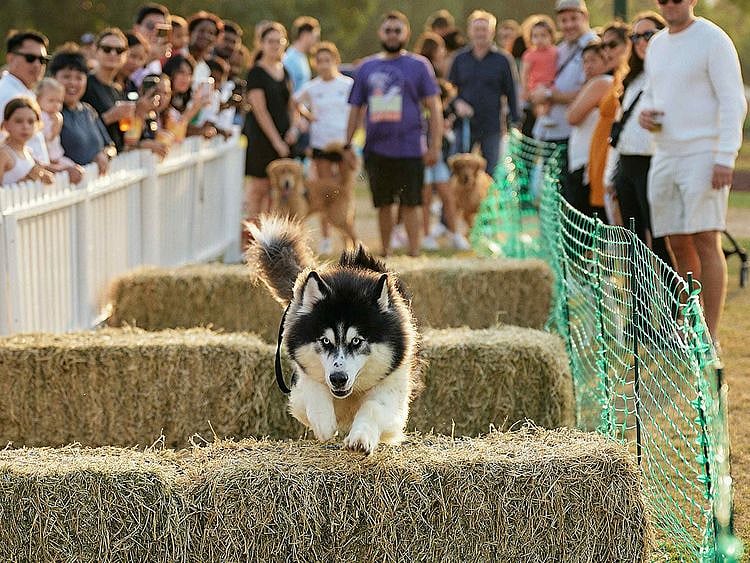 Dog Feastival file pic in Dubai supplied-1708514887081