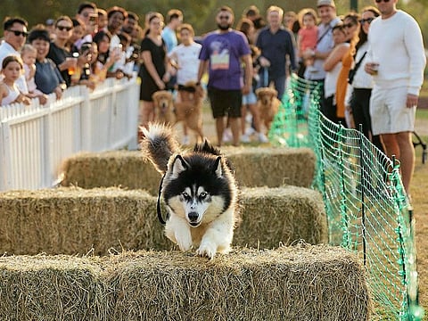 The hay bale race will have rosettes and prizes for the fastest six dogs of the day