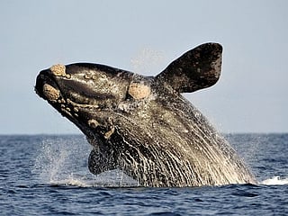 How do whales sing? Lab experiments suggest their voice boxes have a unique feature