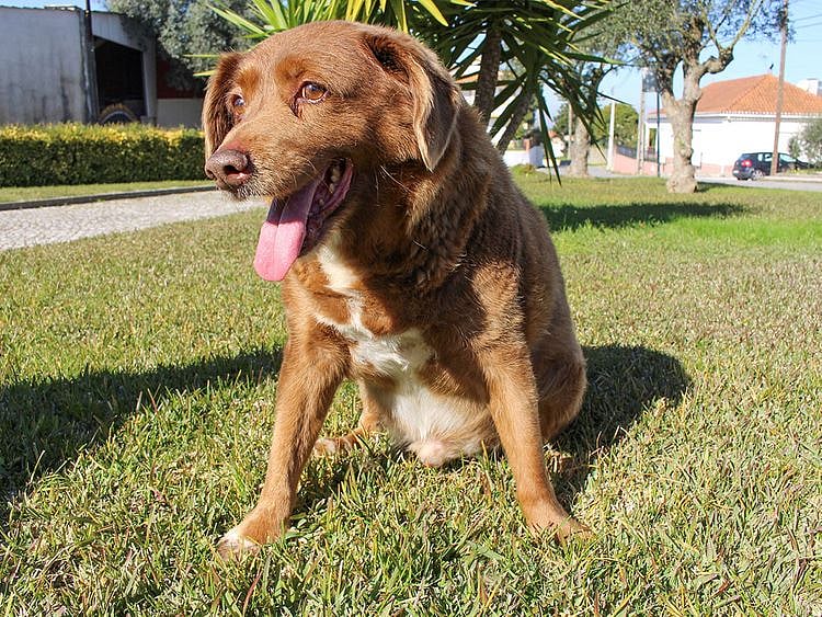 2024-02-22T120813Z_797177930_RC2C4Z92Z1QX_RTRMADP_3_PORTUGAL-DOG-RECORD-(Read-Only)