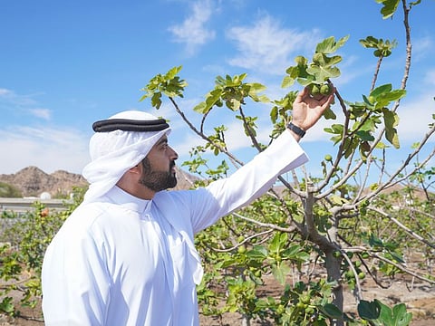 The first ever Hatta Farming Festival offers a platform for local farmers to display their activities and produce.