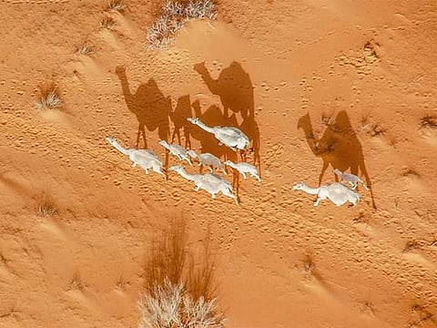 Hail region's ancient camel connection celebrated in 'Year of the Camel' in Saudi Arabia