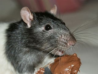 Rat on a plane sparks worries for Sri Lanka's airline