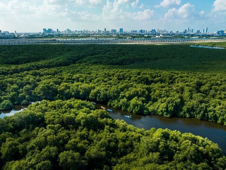Mangroves forest UAE-1709026314429
