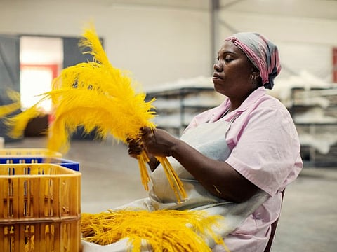 A worker from Cape Karoo international works on ostrich feathers on the production line on February 13, 2024 in Oudtshoorn, South Africa.  