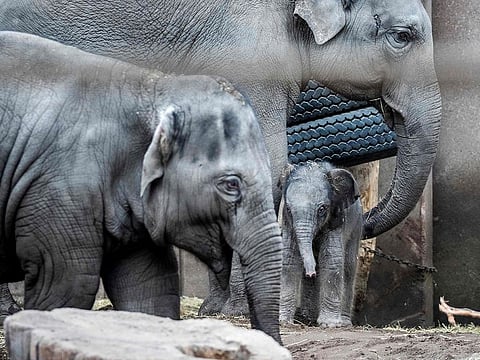 A newborn female elephant calf reacts next other Asian elephants at the zoo in Copenhagen, Denmark.