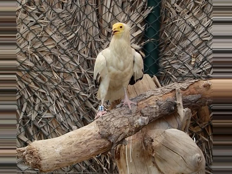 Raptor vultures