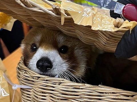 A red panda was discovered hidden in the suspect's checked luggage.