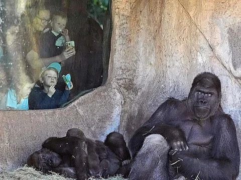 A gorilla family is observed by people visiting the Fort Worth Zoo in Fort Worth, Texas.