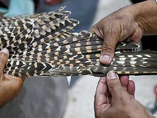 Photos: Delicate art of falcon feather repair thrives in Saudi Arabia