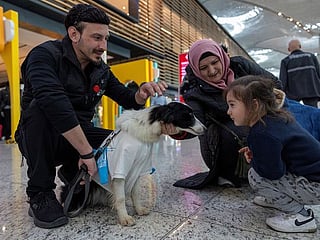 Therapy dogs comfort passengers at Istanbul Airport