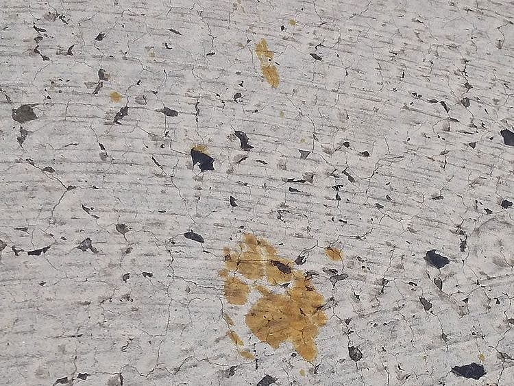 20240312 cat footprints