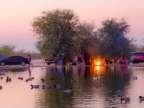 Discover Al Qudra Lake: A nature getaway in Dubai