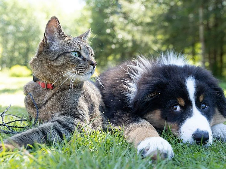 Pets stock