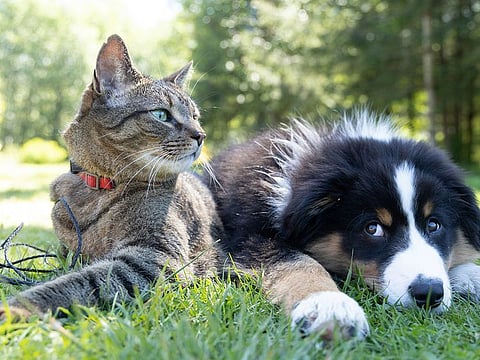 Travelling with a UAE-based airline? Etihad Airways and Emirates Airlines, allow passengers to travel with their pets either in the cabin, or travel as excess baggage or cargo. 