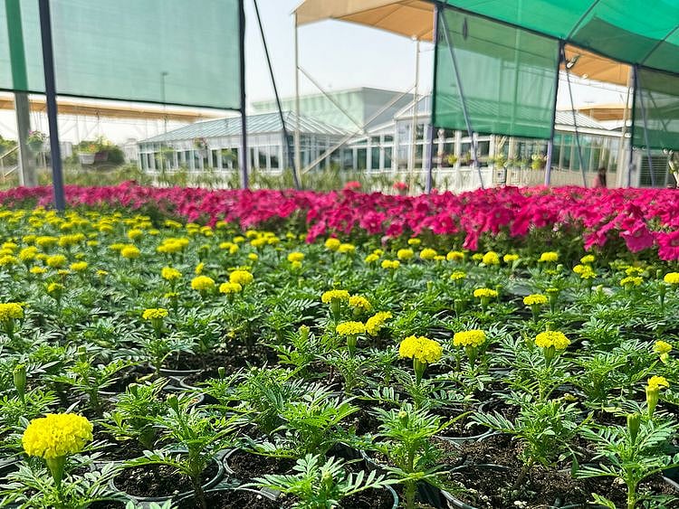  Dubai Municipality Nursery in Warsan