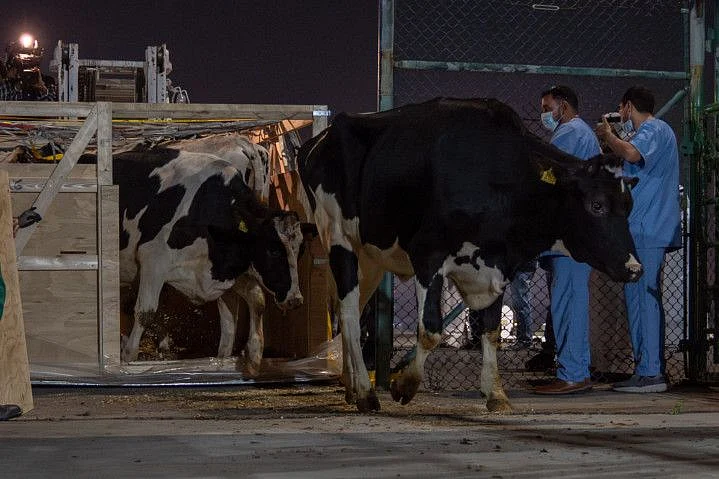 Danish Cows 5 (2)-1710864139320