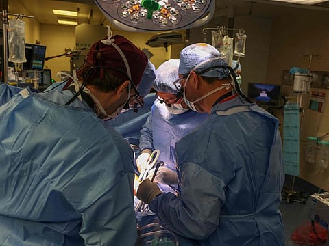 In this March 16, 2024, image courtesy of the Massachusetts General Hospital in Boston, surgeons perform the worlds first genetically modified pig kidney transplant into a living human.  