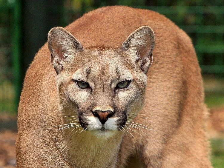 20240325 mountain lion
