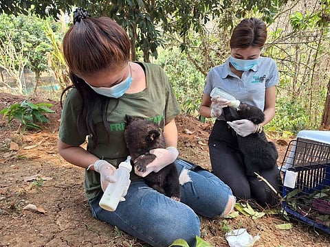 Rescued endangered Asiatic black bear cubs being fed at the Luang Prabang Wildlife Sanctuary in Luang Prabang.  