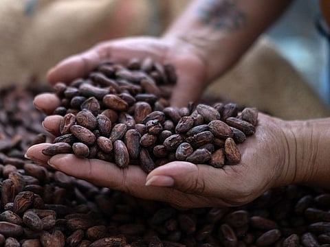Dried cocoa beans at the Somos Cacao farm and production facility in Ragonvalia, Norte de Santader department, Colombia.