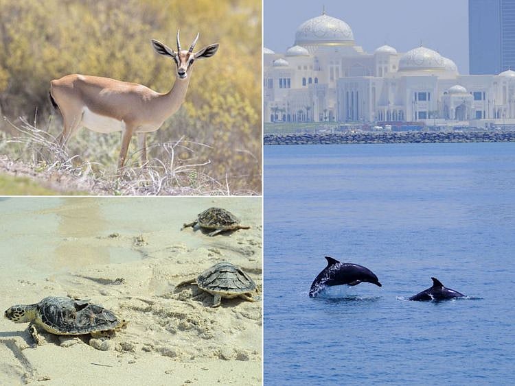 Abu Dhabi  Env-1711516459853