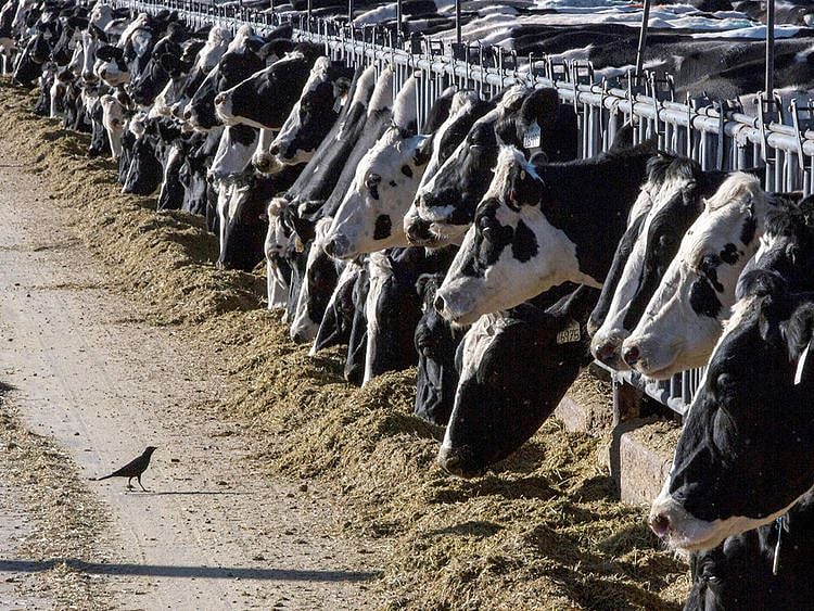 20240328 us cattle