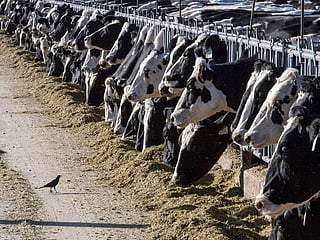 Several factors have sent beef prices soaring, starting with continued strong demand combined with the smallest US herd size since 1961.