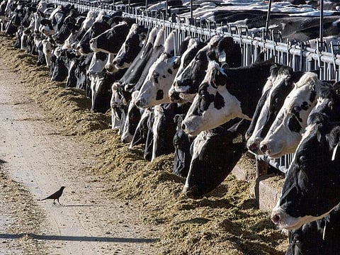 Several factors have sent beef prices soaring, starting with continued strong demand combined with the smallest US herd size since 1961.