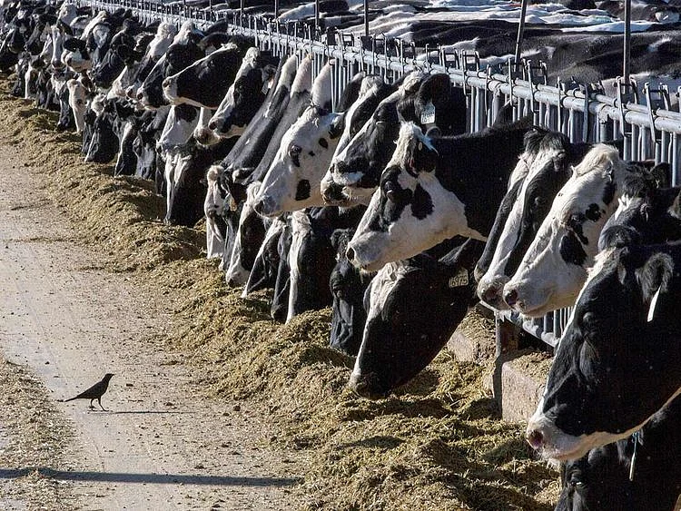 cattle, livestock