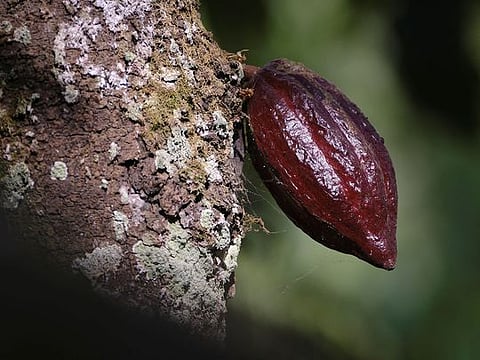 Photos: Chocolate prices to keep rising as West Africa's cocoa crisis deepens 