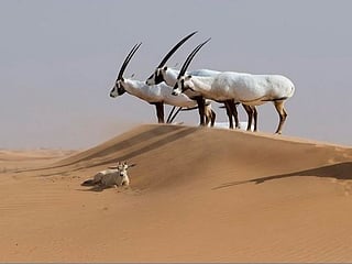 How the UAE saved the Arabian Oryx from extinction