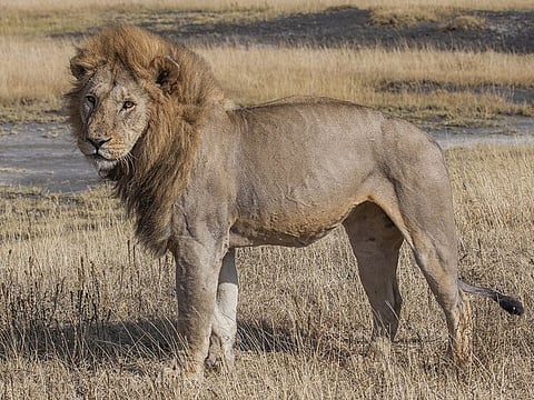 The post included a photo of a wildcat with its mouth wide open, alongside a link to the zoo’s website, where it also mentions an interest in receiving horses.
