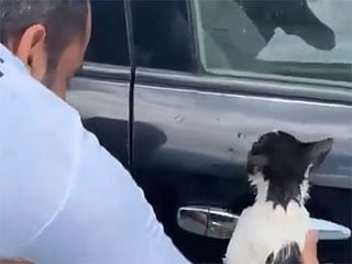 Watch: Dubai Police save cat from drowning