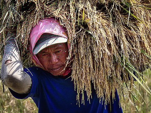 Agricultural workers and others who carry out heavy labour in hot climates especially "may be exposed to a cocktail of hazards.