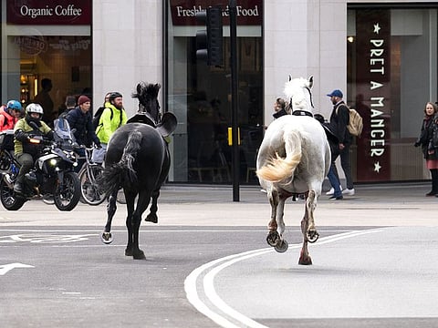 Two horses on the loose bolt through the streets of London near Aldwych.