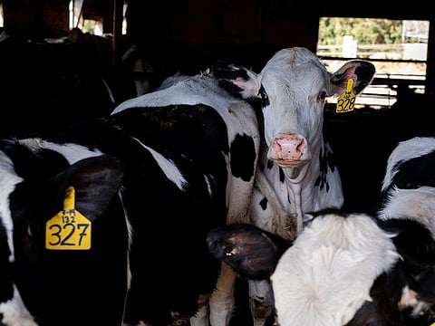 US authorities said earlier in April that a person working on a dairy farm in Texas was recovering from bird flu after being exposed to cattle.