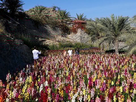 Blooming haven: Explore UAE Flower Farm in Fujairah