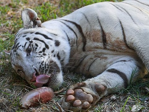 A Bengal tiger licks a bloodsicle to cool off inside an animal enclosure at the Manila Zoo on April 30, 2024, amidst a heat wave. A Philippine zoo is giving tigers frozen treats made of animal blood and preventing lions from mating during the hottest time of the day as a heatwave scorches the country.  
