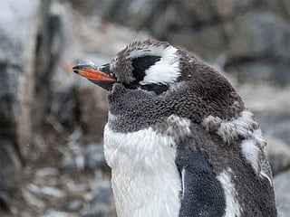 ‘Coolest’ job on the market: Work at the 'Penguin Post Office' in Antarctica 