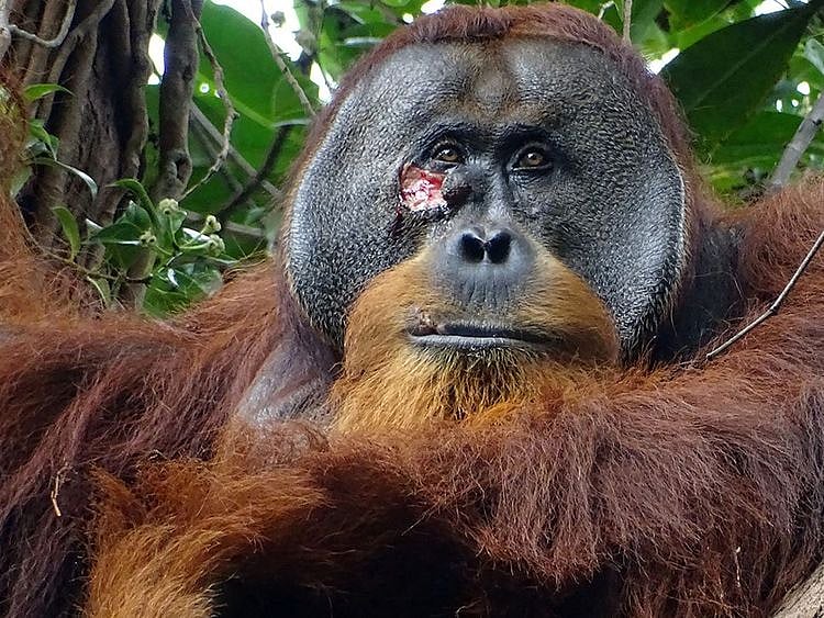 Rakus, a male orangutan with a facial wound, at Gunung Leuser National Park in North Sumatra, Indonesia.   