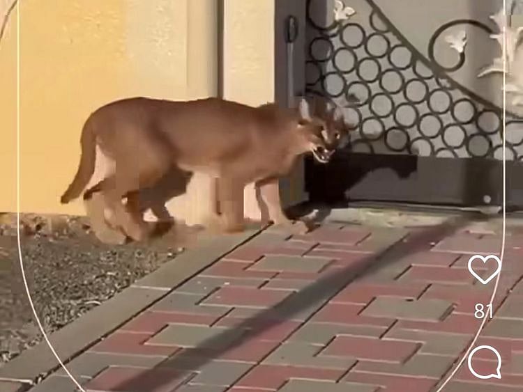 still-from-video-on-fuj-env-auth-insta-of-lynx-1715012188371